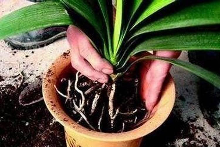 忌氯的蔬菜有哪些 哪些蔬菜作物不能用含氯肥料