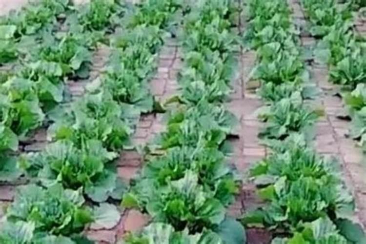 氮磷钾复合肥是什么样的