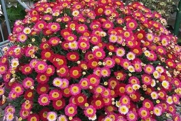 骨粉栽花怎么用
