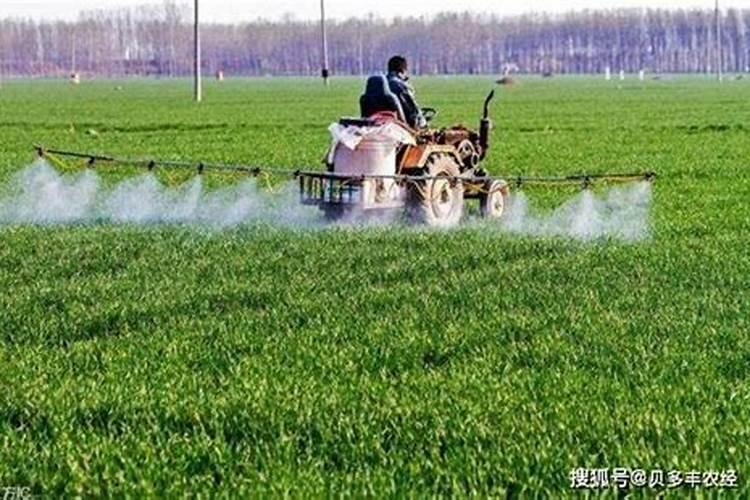 阳光玫瑰什么用中钾肥最好