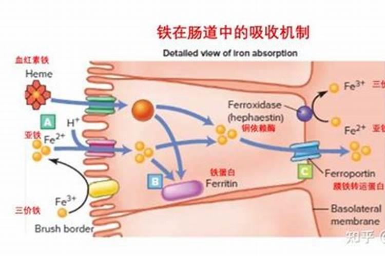 硼肥的十大害处