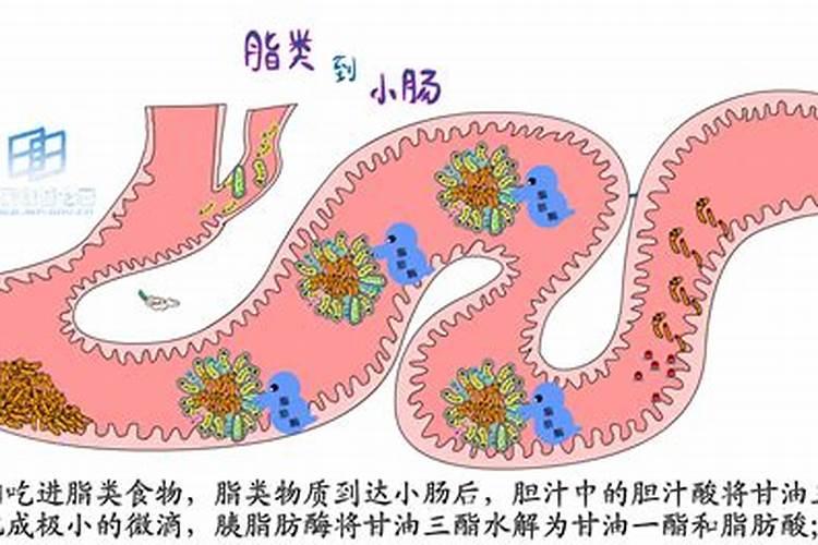 腐殖酸和黄腐酸到底是什么