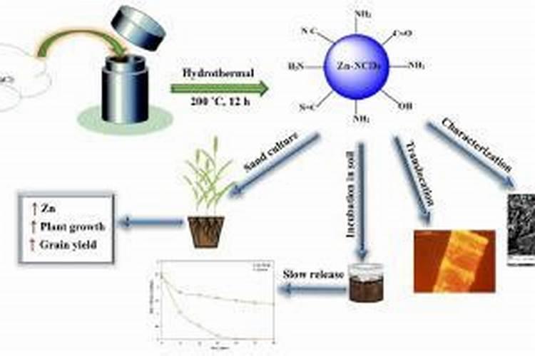 石榴盆景怎么养