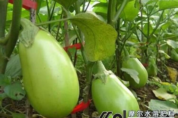 怎样自制磷钾肥,盘点5种家庭自制磷钾肥的方法