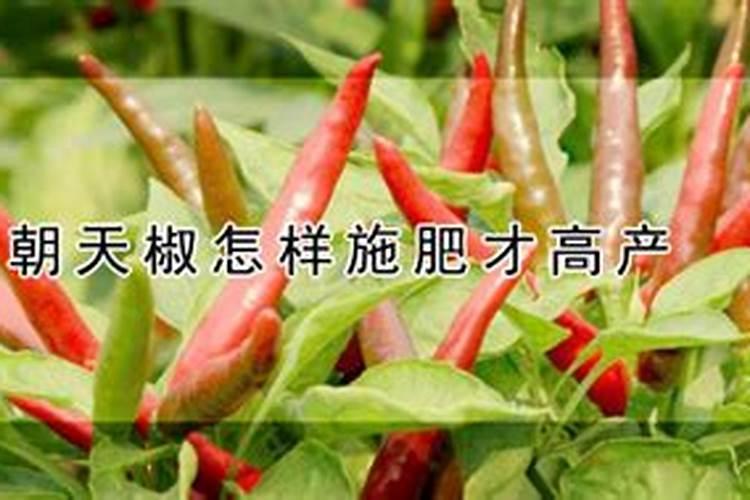 朝天椒的种植方法和时间 最晚什么时候种植