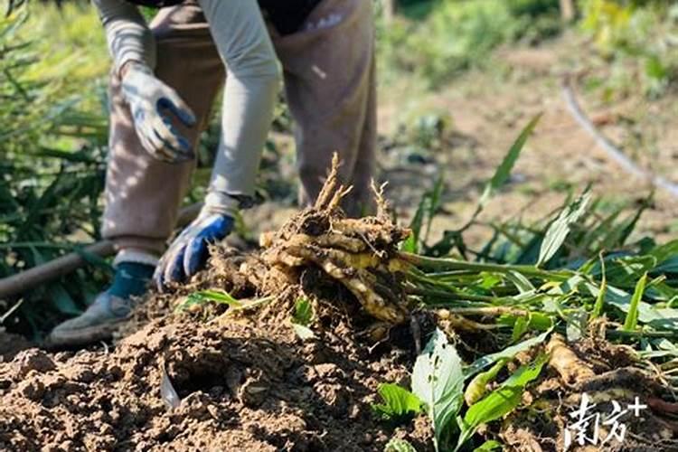 如何使桃树不掉果