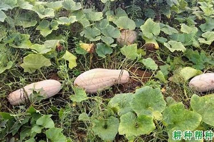 种植南瓜需要什么肥料