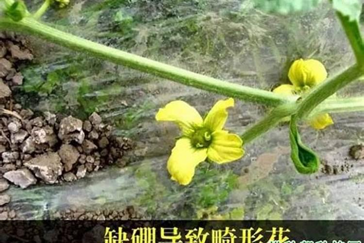 什么季节桑叶儿肥