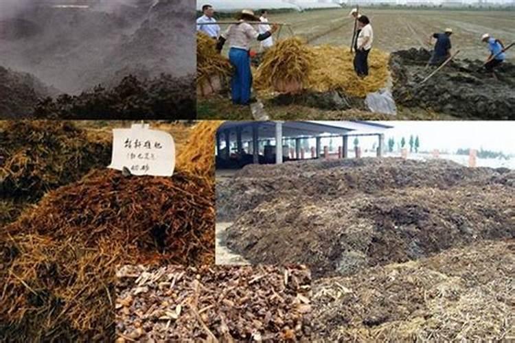 种菜用什么有机肥料最好
