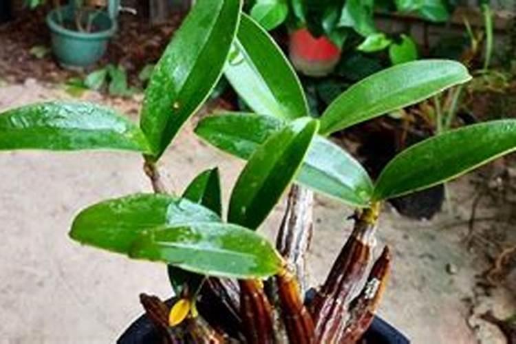 种花用的氮肥和钾肥各指什么？
