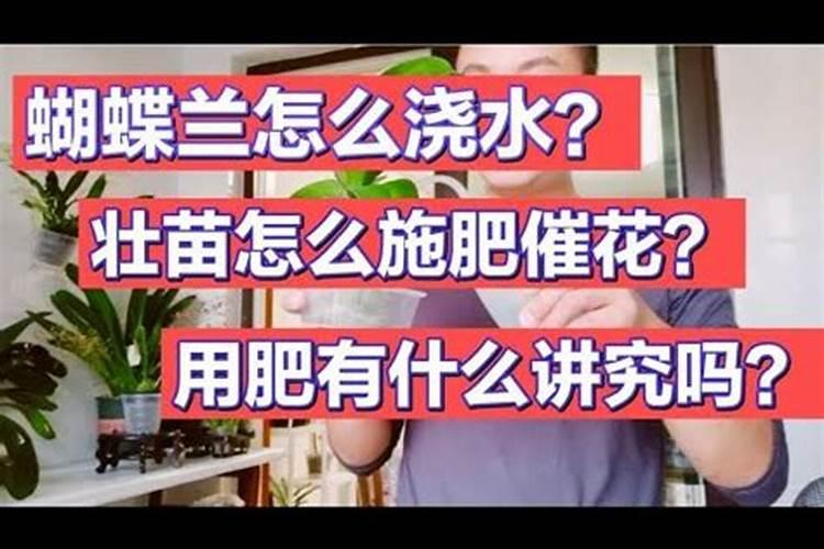 君子兰从几月份施肥摧花