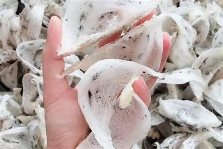 玉米黄叶缺什么肥料？