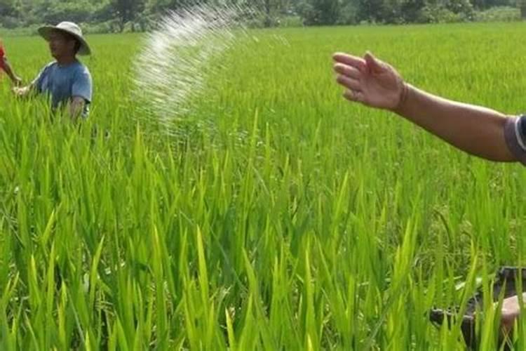 水稻什么时候施钾肥,水稻施钾肥方法