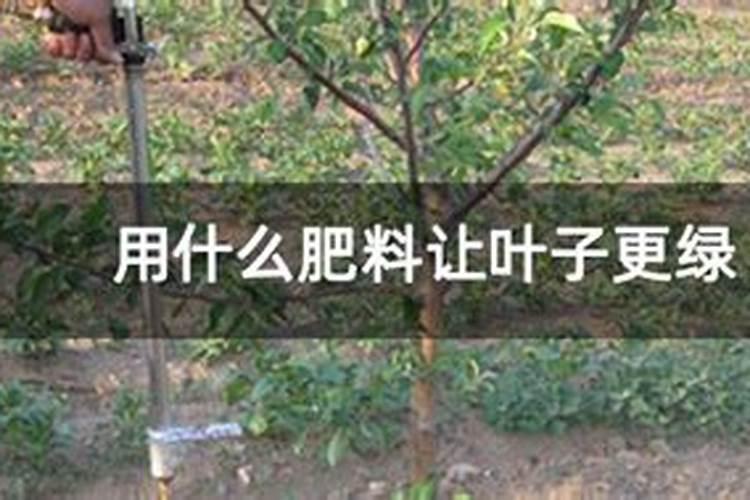 什么叶面肥能使叶子快速变绿变厚？