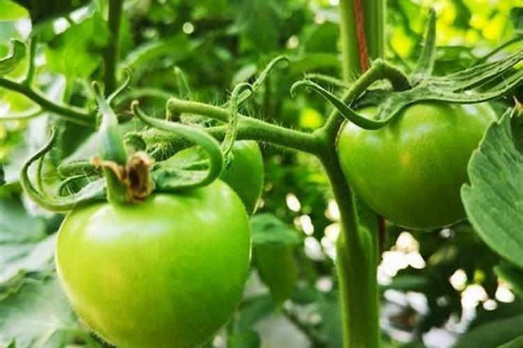 钙肥和哪些农药不能混用