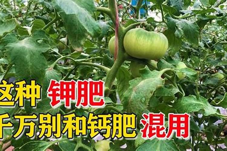 膨果期钾肥和钙肥可一起冲施吗