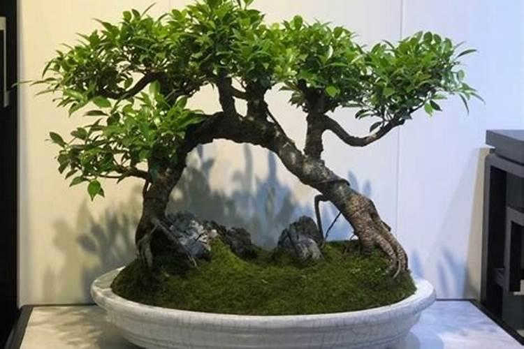 黄杨树根部长出长叶子新苗是怎么回事？