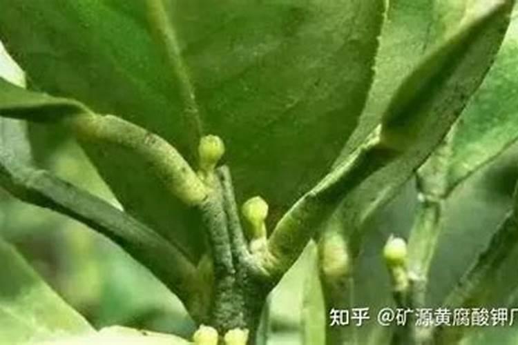 新栽腊梅多久浇水