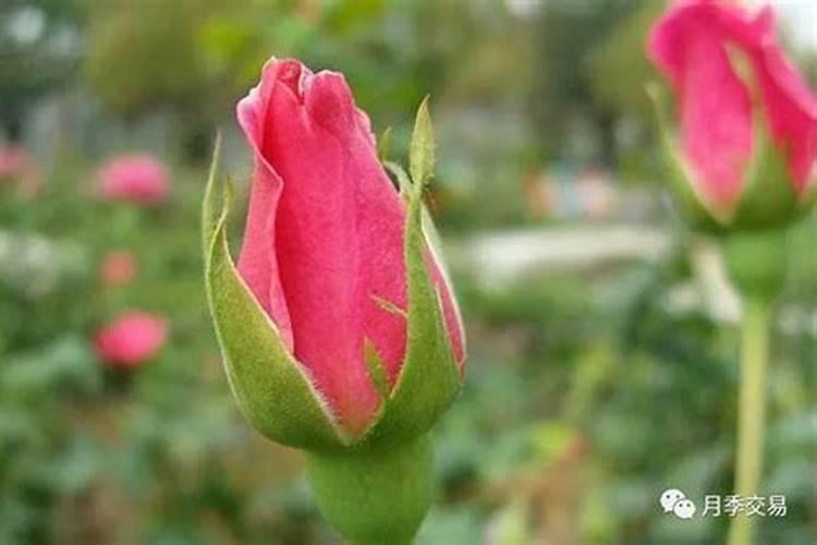 农大控释肥价格