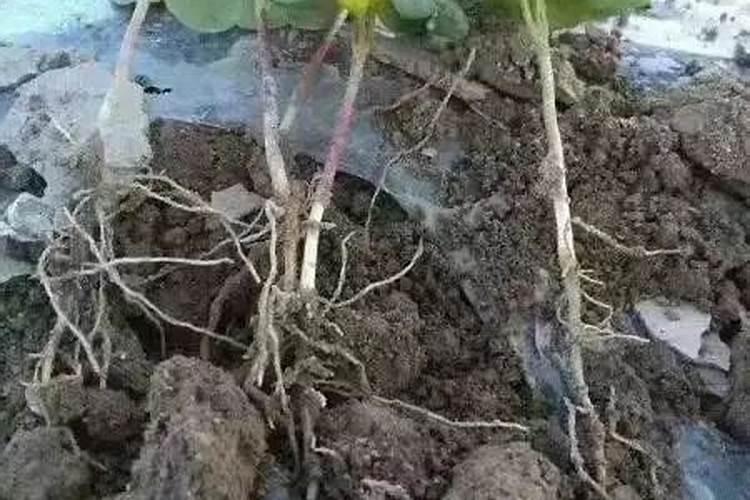 种水稻“三控”施肥问题,分别是哪三点呢？