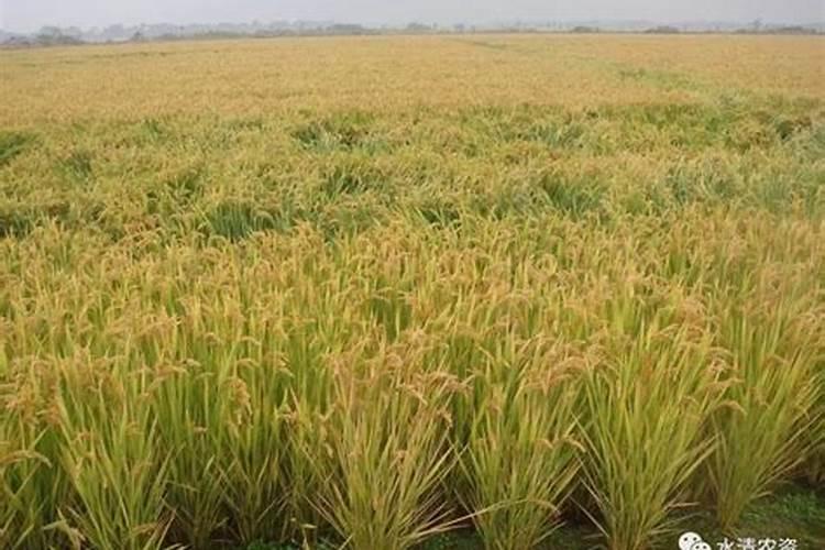 芹菜间苗后冲什么肥料