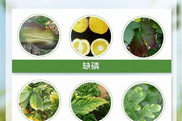 二氢钾肥怎么使用