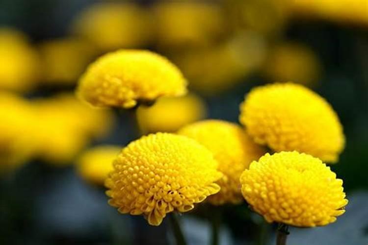 如何让菊花的花枝粗壮