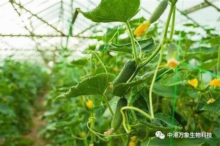 胡萝卜苗能吃吗