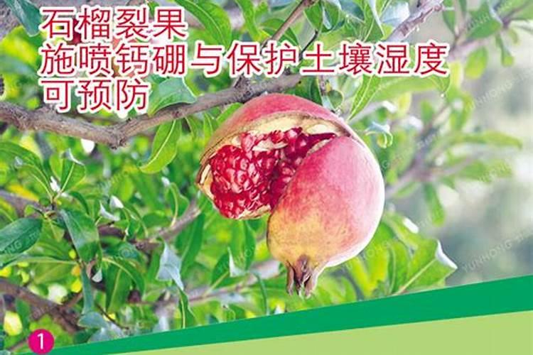 腐植酸肥料的作用和使用方法