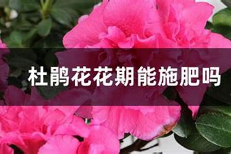 二安化肥可以用来上花吗？