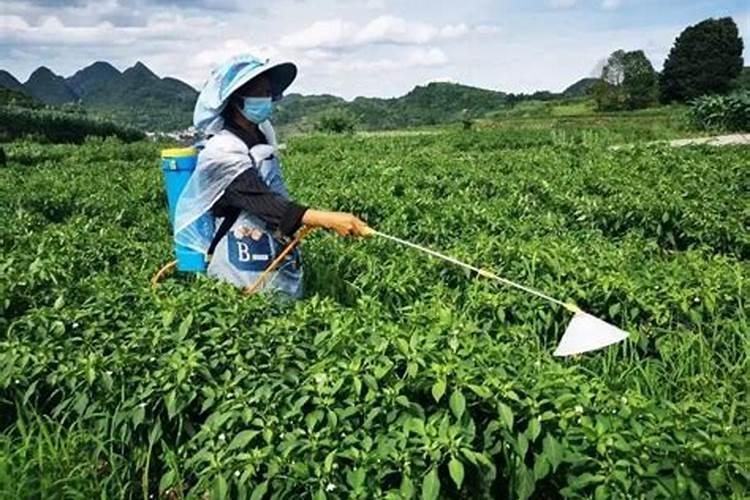 朝天椒用什么肥料最好