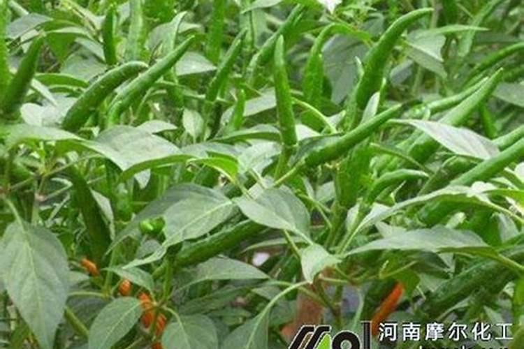 朝天椒几月份种植 朝天椒高产养殖方法