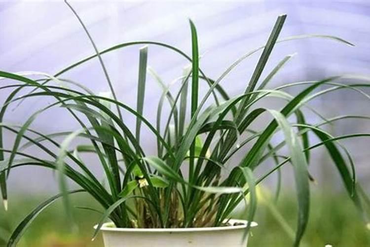 油菜什么时候施硼肥最好