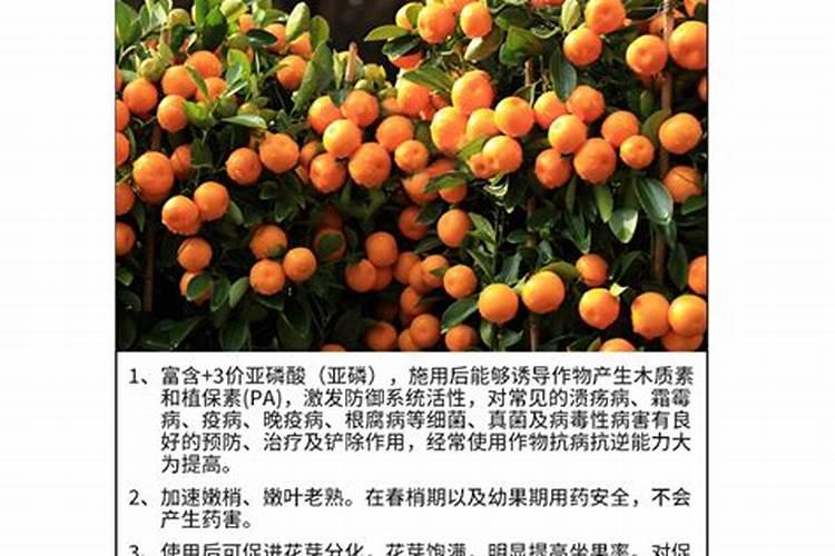 柑橘一年下几次肥,我们该如何进行施肥？