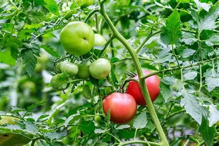 烂苹果能做花的肥料吗