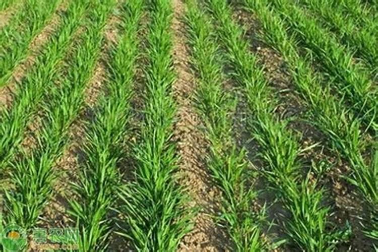 小麦追施反青肥用什么肥？