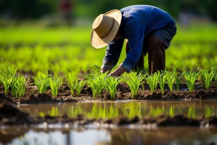 小分子有机钙作物补钙 改善裂果、焦枯、脐腐病