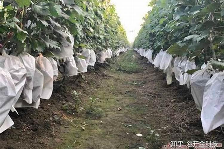 红糖肥料怎么制作