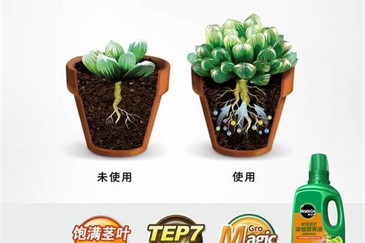 水溶肥料有哪些种类 水溶肥选哪种剂型好