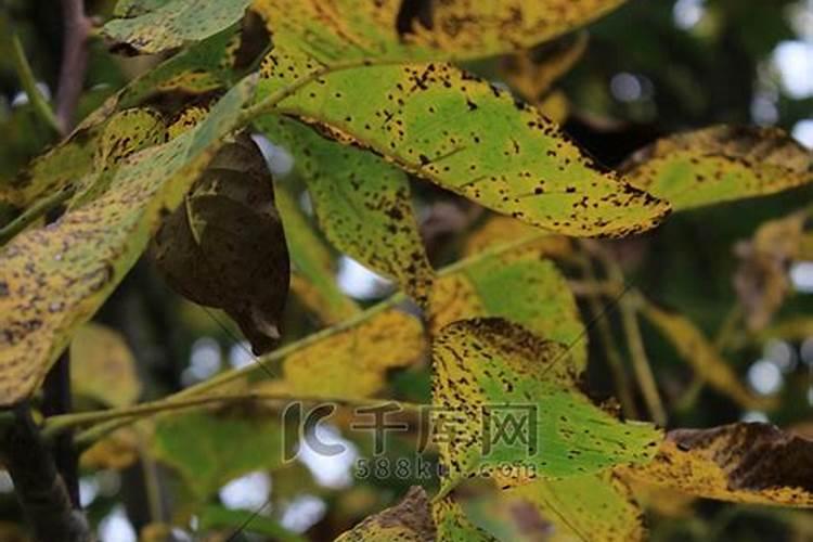 大葱干尖,有白点,后期点变黑,葱叶干,是怎么回事？
