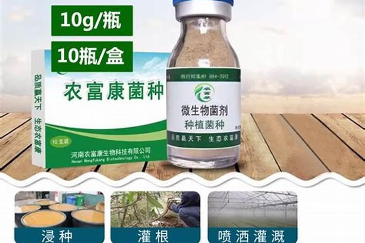 兰草日常养护方法及注意事项