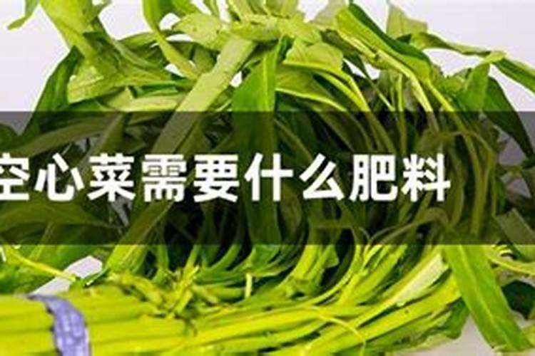 空心菜施什么肥长得快又嫩