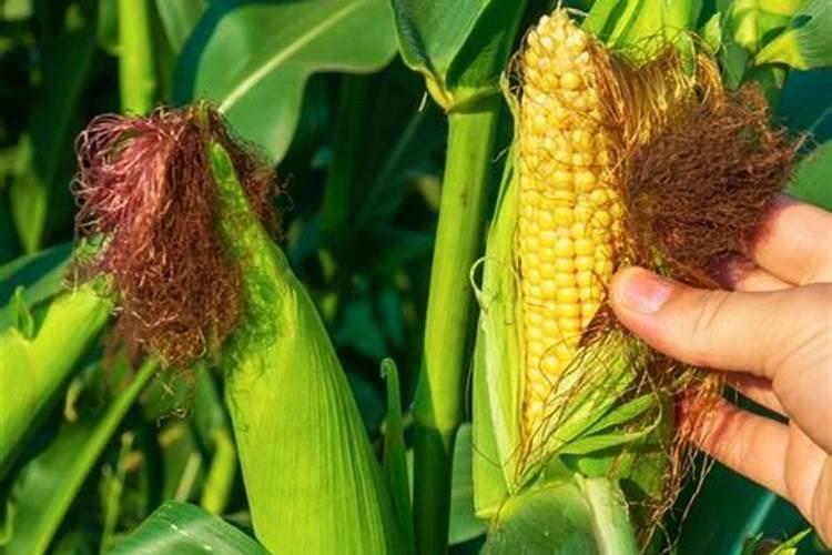种植玉米,要什么时候打叶面肥合适？