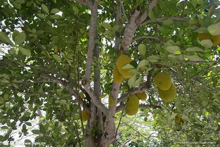 菠萝蜜怎么种植方法