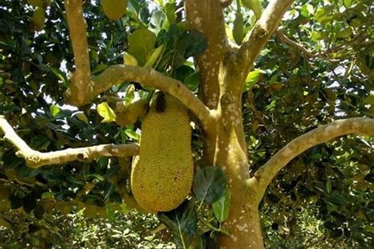 布林菠萝蜜该怎么种植