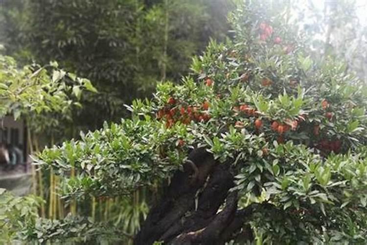 钾肥怎么施效果好