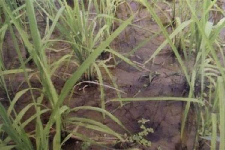 蔬菜如何科学施用锌肥