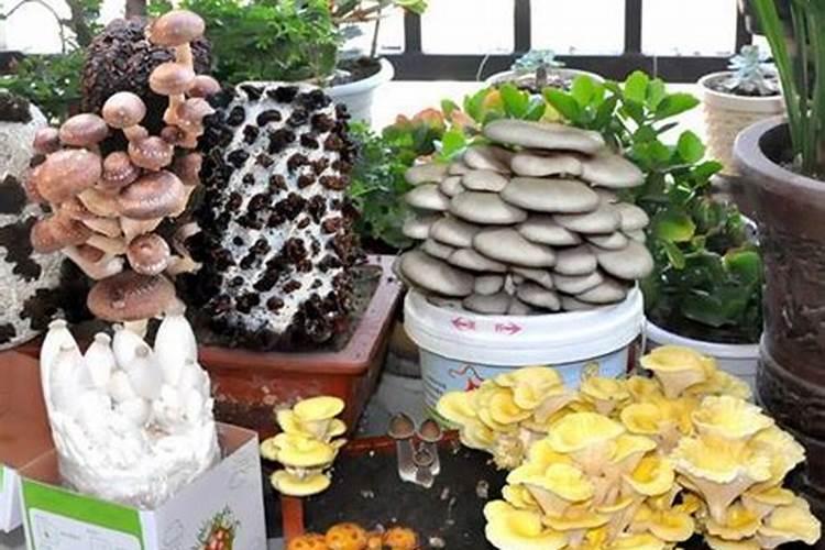 金桔施什么肥最好