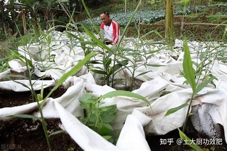我盆栽的草莓结花了 需要施肥吗