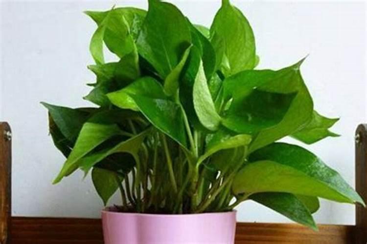 种植大白菜用什么肥料最好(白菜种植方法和注意事项)